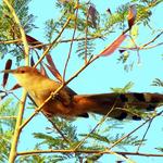 Giant Lizard Cuckoo Bird - Cuba