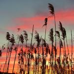 Point Pelee Sunset
