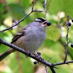 Berry Hungry Bird