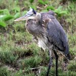 Heron in the Wind