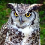 Great Horned Owl