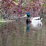 Mallard on a Pond