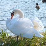 Swan in Sunlight