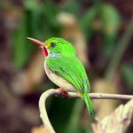 Cuba Tody