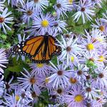 Visiting the Daisies