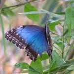 Blue Morpho