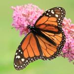 Monarch on Blossoms