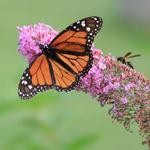 Butterfly and Bee