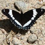 Black Admiral