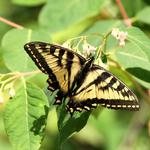 Solitary Swallowtail 