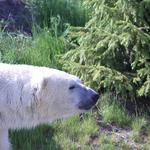 Roaming Polar Bear