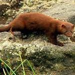 Maurading Mink