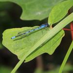 Blue Damsel Fly