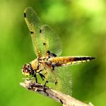 Dragonfly on a Stick