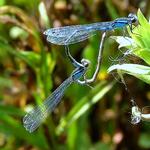 Blue Damsels Mating