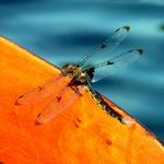 Dragonfly on a Paddle
