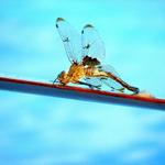 Dragonfly Laying Eggs