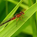 Red Damselfly 