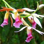 Costa Rican Orchid