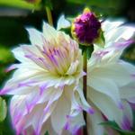 Dreamy Dahlia