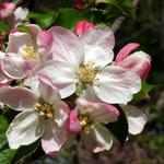 Apple Blossoms