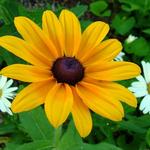 Trio of Daisies